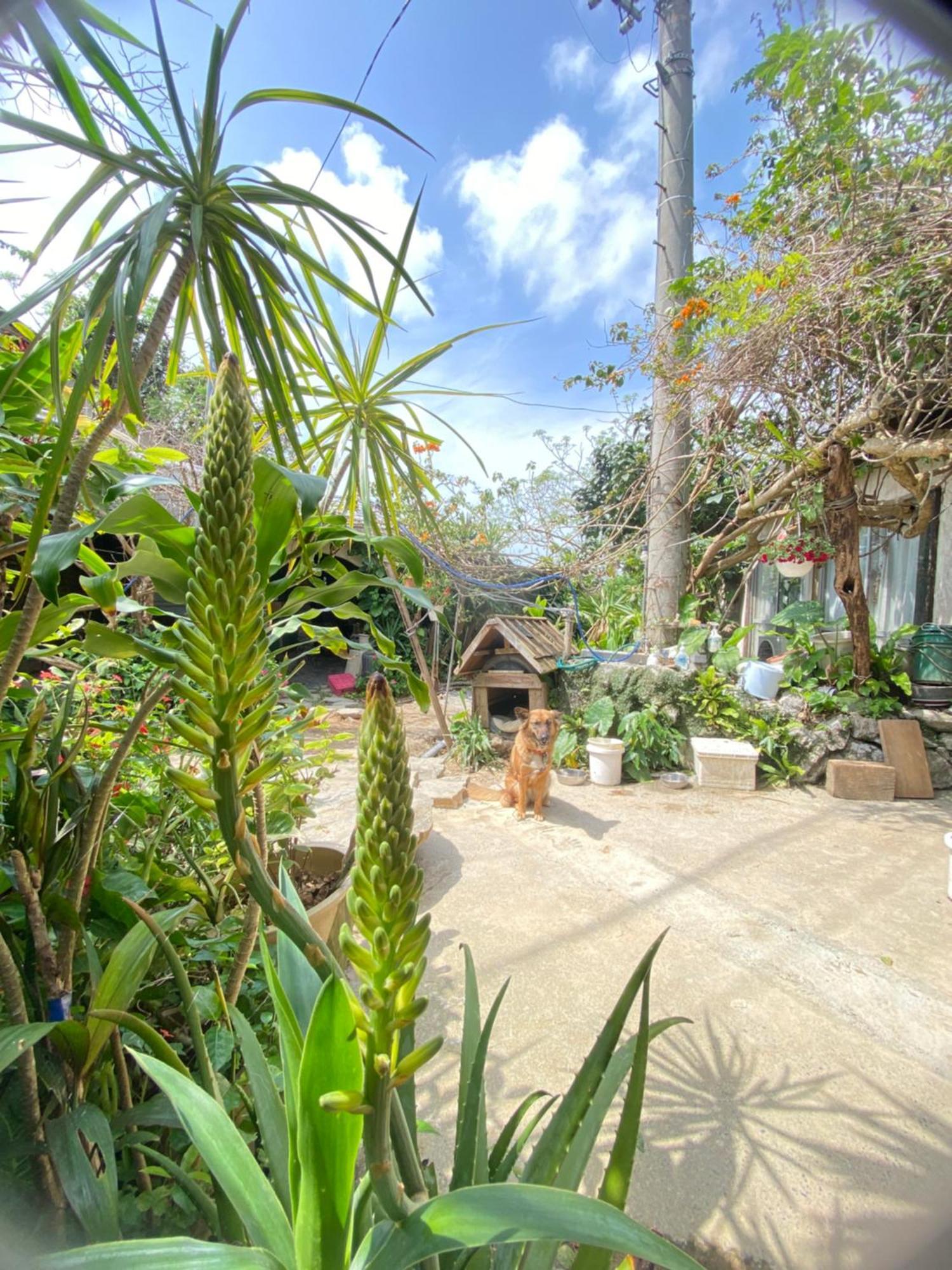 Muumin Farm Vila Nakijin Exterior foto